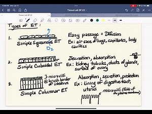 Types of tissues vid 4: Epithelial tissue examples