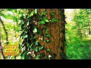 Magic/psilocybin mushroom trip simulation (new visuals, 4K)