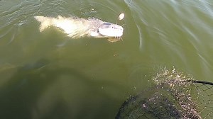 Here is a great technique for catching catfish using our 33/45 Double Action rod holders | Monster Rod Holders