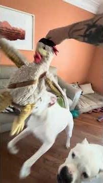 Grabbing the nice pillow