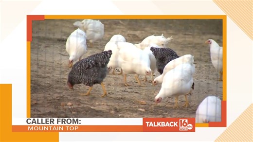 Calls for less dogs, more chicken | Talkback 16