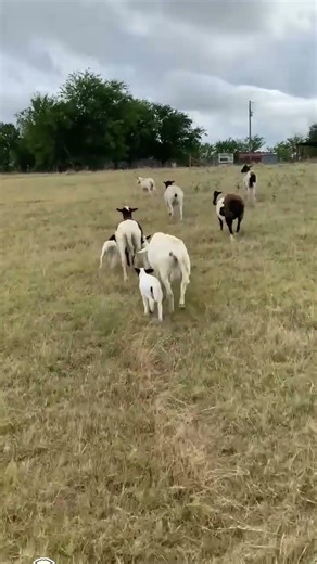 One Smart Sheep’s “Baa-throom” Break Before the Family Trip 🐑💛