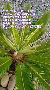 2024.09.23 今日のココスヤシ🌴９月になりソテツの新芽全開！地植えも鉢植えも急成長！子株も発芽🌿夢のハワイアンハウス🏘️乞うご期待✨#ココスヤシ #シンボルツリー #ソテツ #蘇鉄 #そてつ