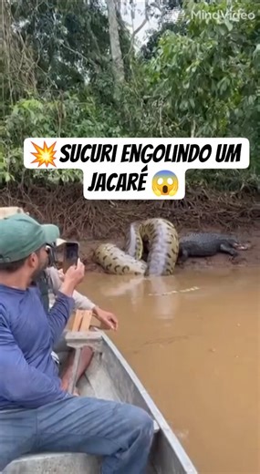 sucuri gigante devorando um jacaré Açu 😱 #cobra #serpente #snake #reidacobra #animals #funny #veneno