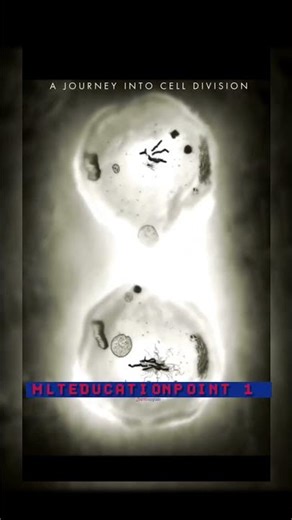 Cell Devision #mitosis #science #science #devision #biology ,❣️
