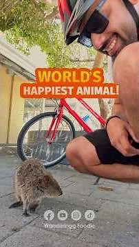 Worlds Happiest Animal Quokka - Rottnest Island, Perth, Australia