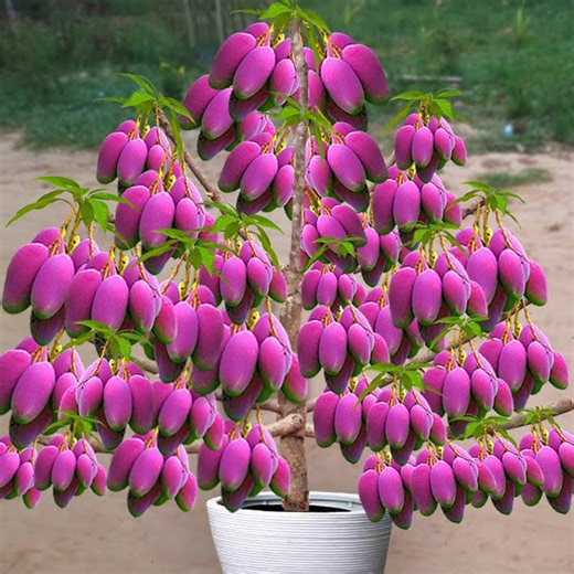 🥭Grow Mango Trees Faster with These Simple Techniques! | Tree Garden