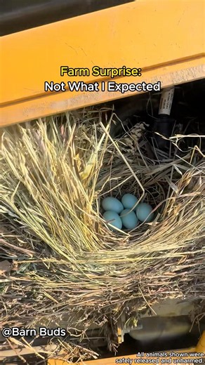 One More Reason To Check Your Equipment.#farming #animals #farmer #farm #barn #animallife #funny