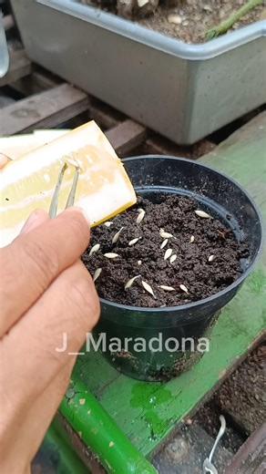 Beginner Guide: Sowing Cucumber Seeds from Ripe Fruit #gardenhacks