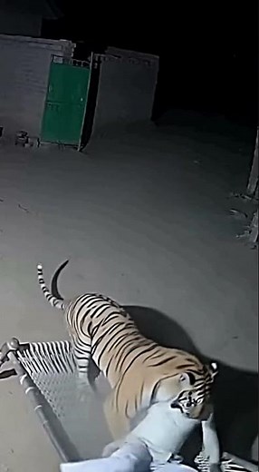 Security Cam Captures Bengal Tiger’s Savage Grab & Vanish