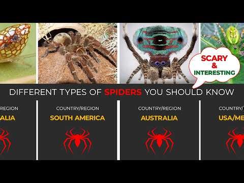 Top 50 Different Types of Spiders You Should Know (Scary & Interesting)