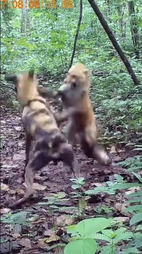 Unexpected Fox vs Dog Encounter #fox #dog #animalworld #viralanimals #wildlife