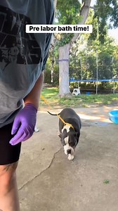 Pre labor bath for momma Kali! #bathtime #dogs #dogs #doglover #dogdays #dogoftheday #XLbully #belly #pregnancy #babiesloading #due #labor #cute | B-Town Bullies