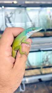 The Allison’s anole (anolis allisoni) is a larger species of anole native to Cuba, and although they look like a green anole, they aren’t! An easy distinguishing factor is that blue that goes through the head and on some males can cover almost the full length of their body. Males also get about 2x bigger than male green anole (anolis carolinensis). Females are not nearly as blue as males but may still have blue in the nose. There are other ways to tell them apart based on head shape, ear shape, 