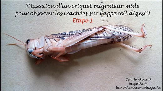 Etape 1 : Dissection pour observation des trachées du Tube Digestif de criquet migrateur