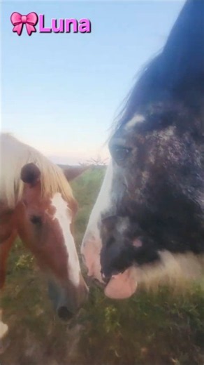 Rescue Horses Know They're Loved❤️