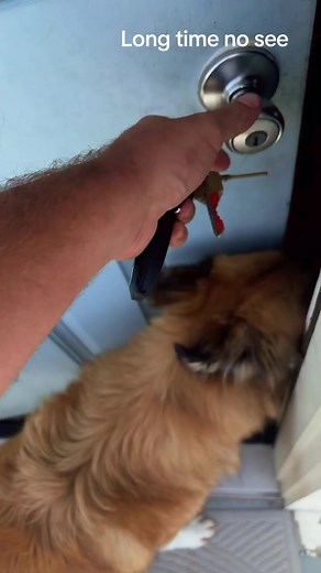 Long Time No See: Cute Dog and Cat Friendship Moments