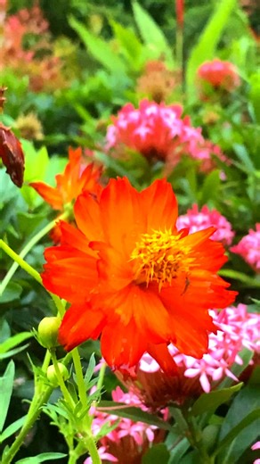 Sulfur cosmos flower in the garden🌸#sulfurcosmosflower #yellowflowers | কেয়া ভাবি