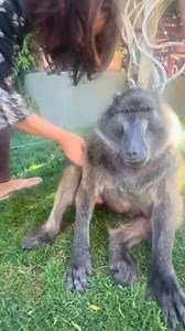 My mom loves teasing me sometimes as she knows I’m too ticklish 🤗 Can anyone relate?😂 #cindythebaboon #farmlife #goodvibes #funnyreels *i’m a rescue not a pet | Cindy The Baboon