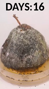 17K views · 108 reactions | Decaying Apple in Timelapse 練 | Time Treats | Facebook