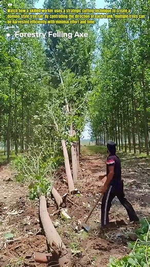 Tree Domino Harvesting Method : One Cut Drops Multiple Trees! #Logging #Forestry #Woodworking