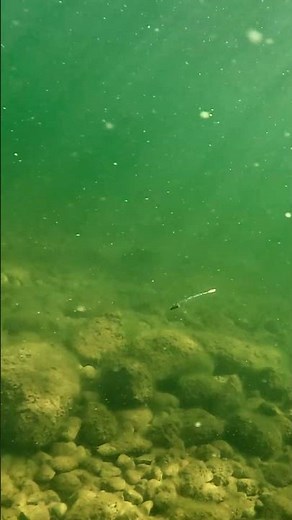 Ultra-Erratic Jig and Plastic Combo Underwater