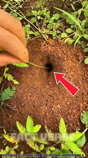 🐜 China's Secret Ant Army Catches Insects! 😱 | #shorts #facts #shortsfeed