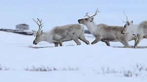 Group Caribou Crossing Frozen Tundra Pan Stock Footage Video (100% Royalty-free) 5512535 | Shutterstock
