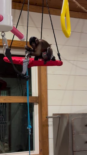 31K views · 1.4K reactions | Just loosening up the toys & setting boobie traps for the spiders藍 #capuchin #funny #funnyreels #monkey #funnyvideos #goodtimes #cute #funny #behappy | Our Life Adventures | Facebook