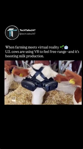 TechTalks247 on Instagram: "Yes, this is real 😮🐄 Cows in the U.S. are wearing VR headsets to watch endless green fields. The result? Less stress, happier cows, and increased milk production. By making animals believe they’re free-range, farmers are blending agriculture with virtual reality. The metaverse isn’t just for humans anymore 🌍🥽 Follow @tech.talks247 for more...🩶 #metaverse #vrcows #futuretech #agriinnovation #smartagriculture"