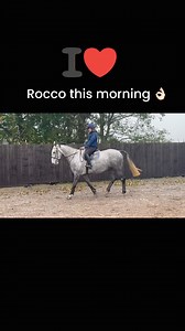 Rocco today 😍🤩#irishsportshorse | MPF Horse Talent Ltd