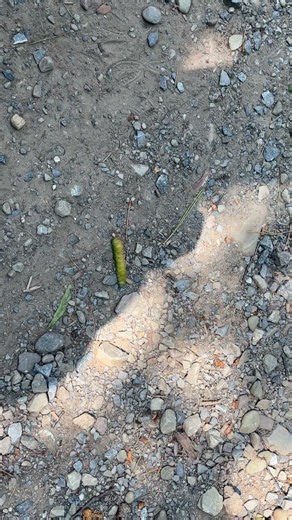 Luna Moth Caterpillar at the PA Grand Canyon #nature #caterpillar