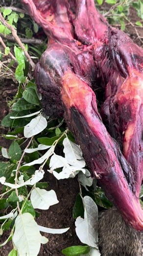 Hadzabe Community Preparing Baboon Meat for Cooking in the Forest