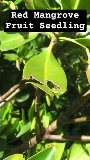 These Are Red Mangrove Fruit Seedlings! #mangroves #fruit #seeds #plantlife