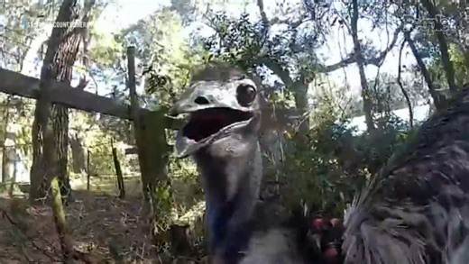 Florida deputy goes viral after 'handcuffing' a runaway emu in wild bodycam video