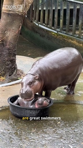 3.7K views · 103 reactions | Moo Deng, the Viral Pygmy Hippo! Moo Deng, the adorable pygmy hippo from Thailand, has taken the internet by storm! 鍊 #MooDeng #PygmyHippo #HippoLover #ViralHippo #ThailandZoo | Oddibly | Facebook