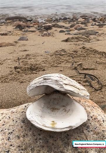 Gloucester, Massachusetts 🌊🐚🦞#gloucester #gloucesterma #beach #ocean #harbor #sea #tranquil #relaxing #travel #massachusetts #newengland #solitude #foryoupage #foryour #trending #viral #newenglandnaturecompany