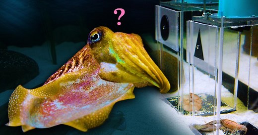 NOVA:Can this Cuttlefish Pass an Intelligence Test?