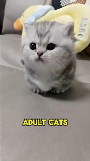 Why Do Cats Make Those Cute Little Chirping Sounds?