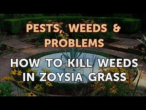 How to Kill Weeds in Zoysia Grass