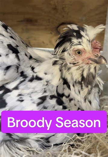 My girl Cruella is known for this fun habit 🫣 She’s always the star of my series “As The Egg Turns”…she’s a spotlight stealer! Some of my Instagram highlight bubbles to check out: 🐔Broody: To learn more about broody hens and how to break them off the nest. You don’t want to leave them broody for long periods or it will deplete their nutrients. 🐔Adoption: If you want to see how to give a broody hen some day old chicks! A hen who isn’t broody won’t take care of chicks. #chicks #broodyhens #chic