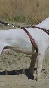 Dogo Argentino mountain lion hunting dog!