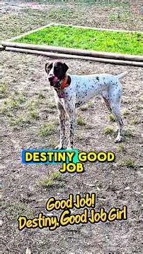 Shaolin Shorthaired Pointer: The Dove Hunt