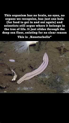 Organisms without any organs #shorts