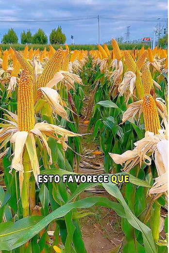 How Long Does Corn Take to Grow from Seed to Harvest?