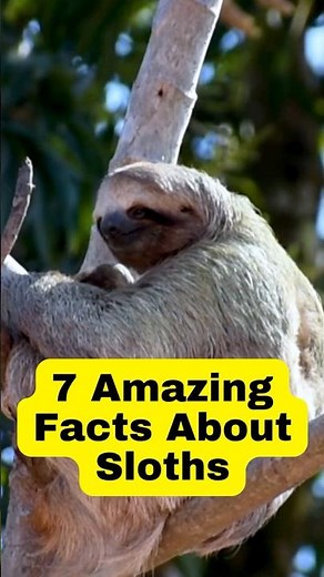 7 Amazing Facts About Sloths #sloth #facts #shorts
