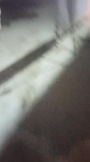 Vidéos de calopsitte (@calopsitte29) avec son original - calopsitte