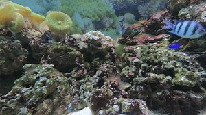 Sergent-major (Abudefduf saxatilis) poisson nageant dans : vidéo de stock (100 % libre de droit) 3574618137 | Shutterstock