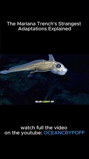 The Mariana Trench's Strangest Adaptations Explained