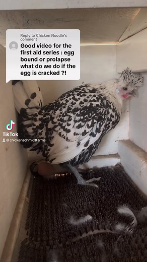 What do you do for a prolapse? #prolapse #vent #egg #chickenegg #layinghens #farmfresheggs #foryoureel #backyardchickens #chickenfirstaid #fyp | Chicken Schmidt Farms